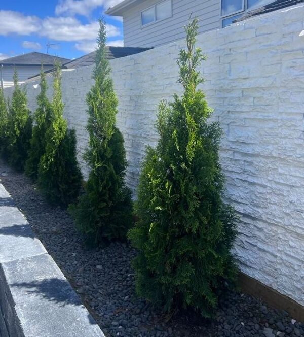 A row of neatly trimmed evergreen trees planted along an imitation white stacked stone fence. The ground is covered with small grey rocks, and the fence separates the trees from the neighboring houses in the background.